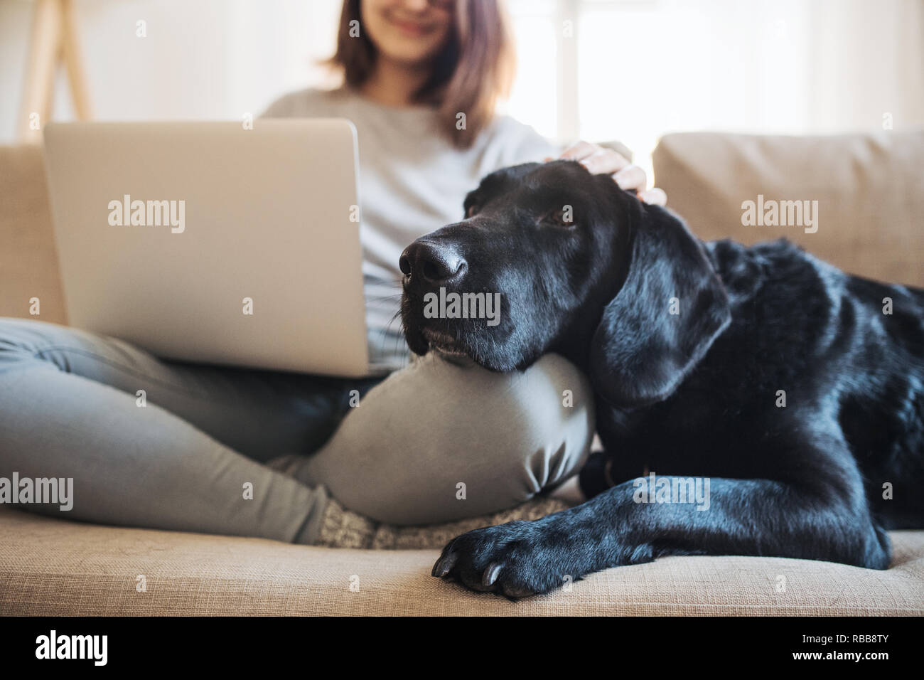 A midsection of teenage girl with a dog sitting on a sofa indoors, working on a laptop. Stock Photo
