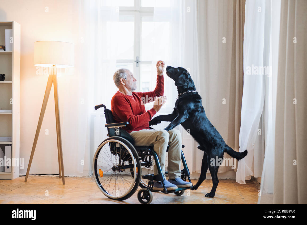 A disabled senior man in wheelchair indoors playing with a pet dog at