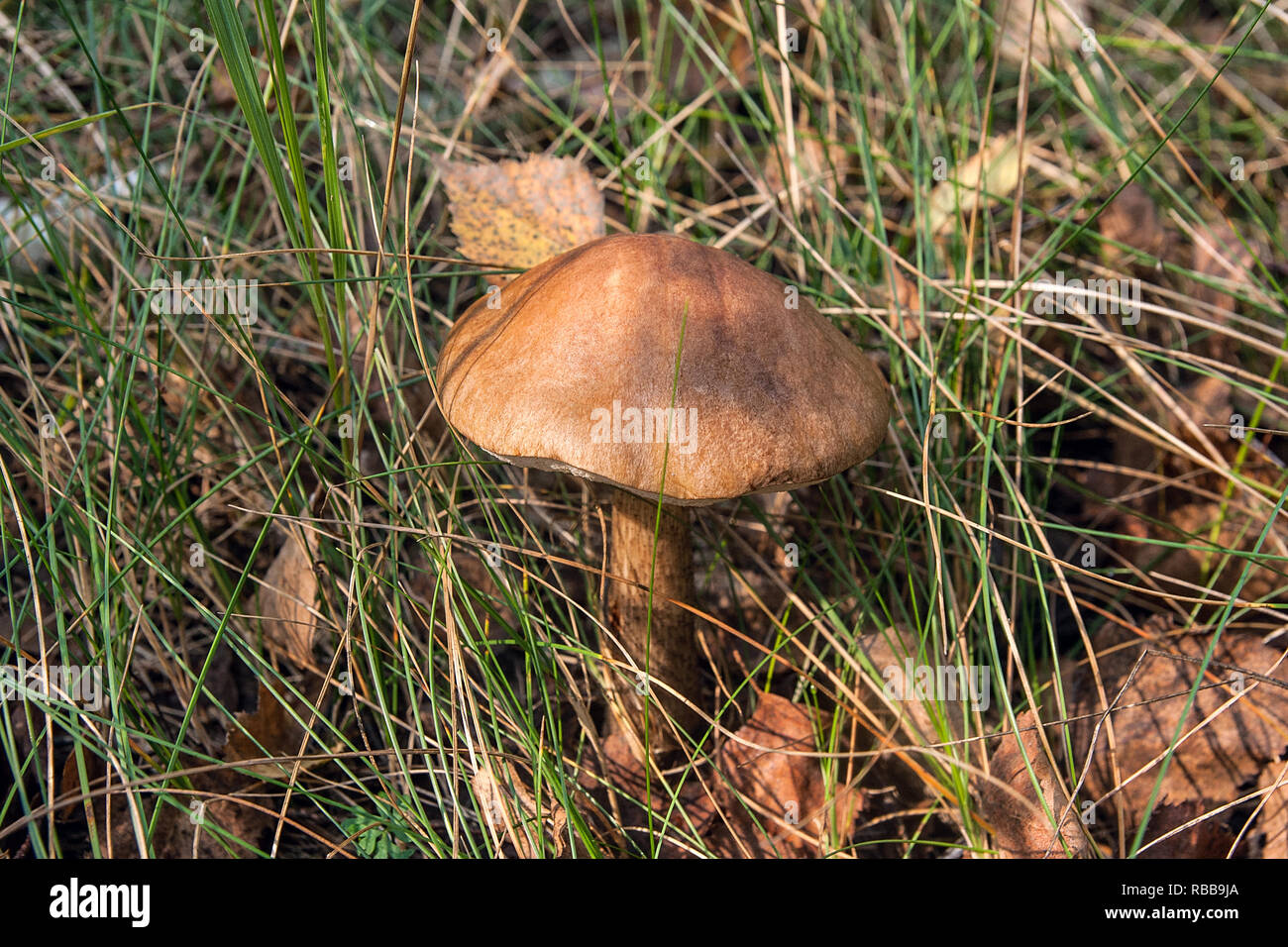 Close up view of edible forest mushroom brown cap boletus growing in the autumn forest among fallen leaves and grass. Stock Photo