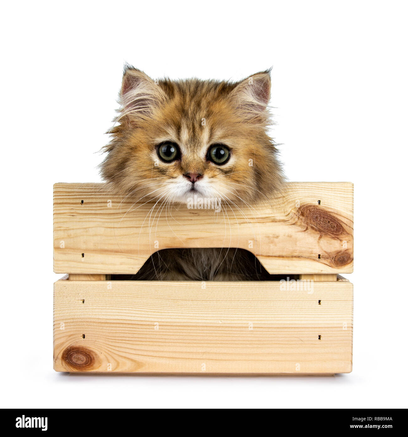 Cute golden British Longhair cat kitten, sittingin wooden crate facing