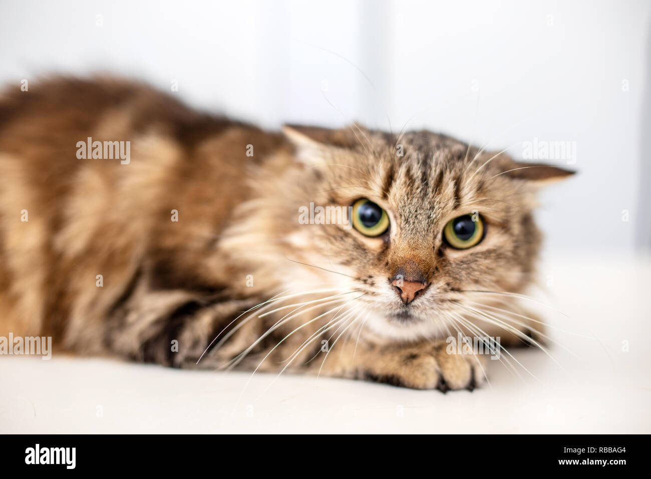 Funny striped cat on white background Stock Photo