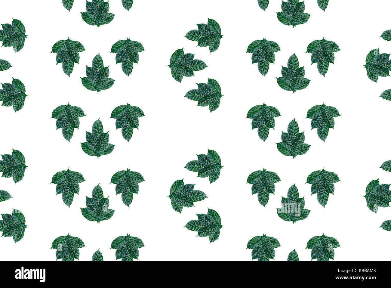 seamless green leaves pattern on white isolated background. Top view ...