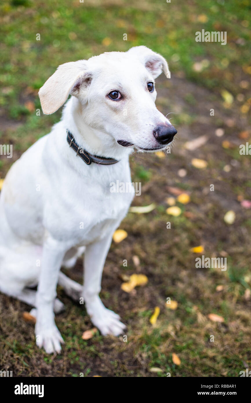 White smiling dog on red leaves background in autumn Stock Photo