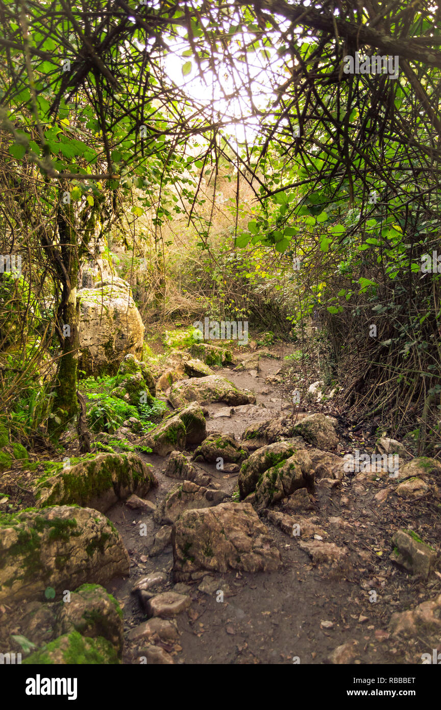 Beautiful rocky path in a wood plenty of wild vegetation. Magic lights in a remote and lonely forest of Spain. Vertical views. Stock Photo