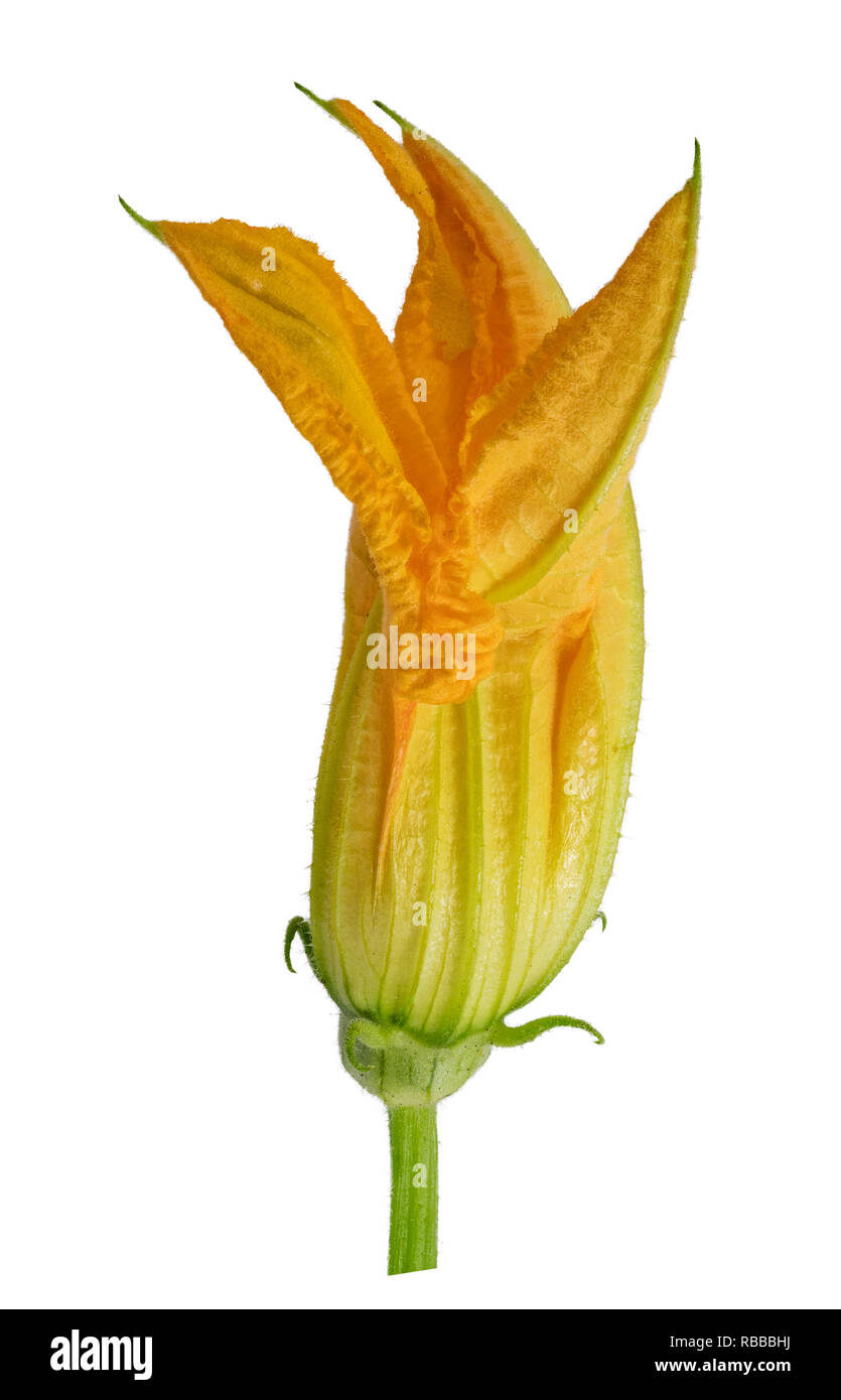 Zucchini flower isolated on white background. Clipping path Stock Photo