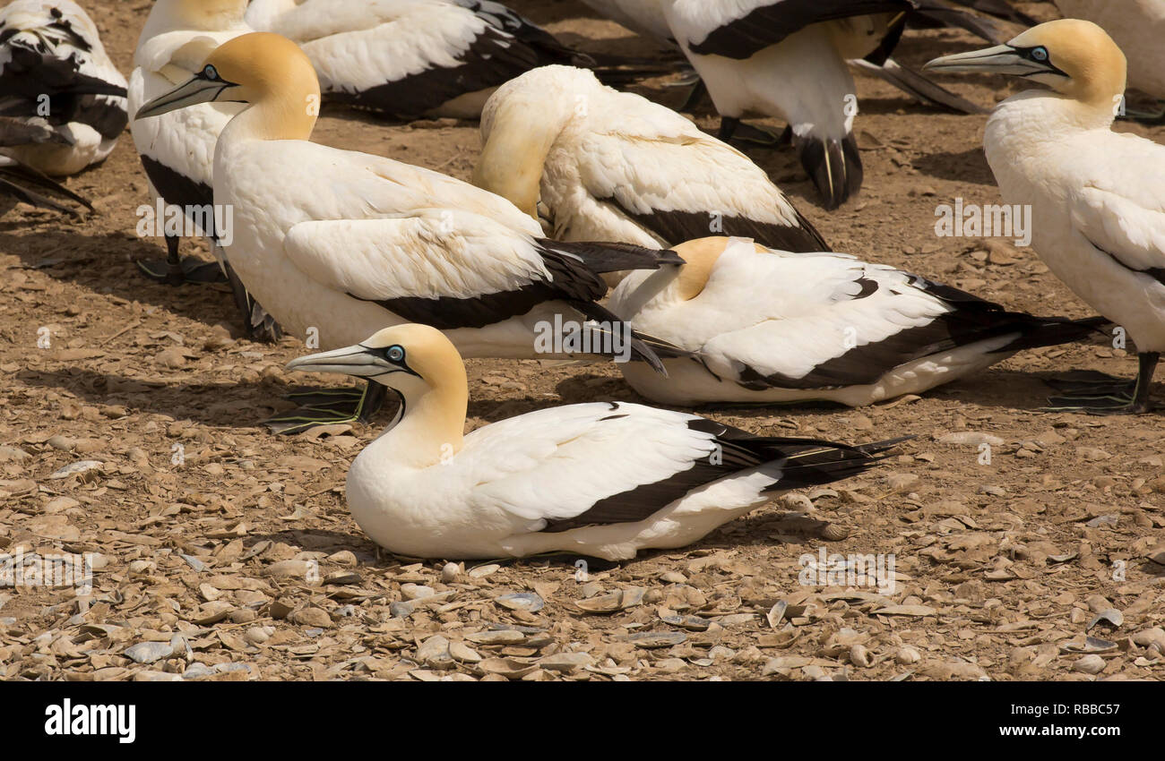 A colony of a few thousands of Cape gannets in Lambert's Bay, South Africa. Stock Photo