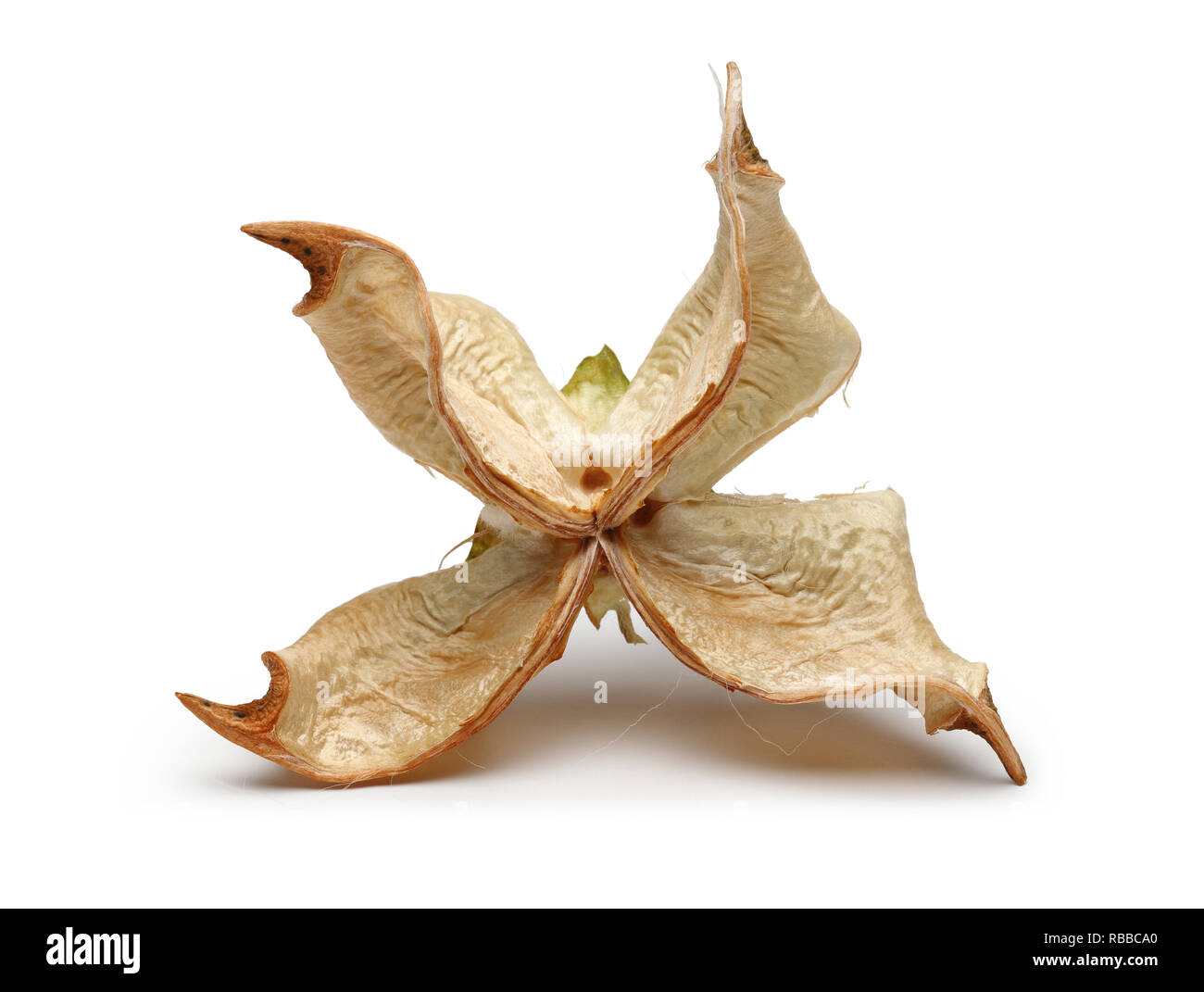 Dry cotton boll isolated on white background Stock Photo - Alamy