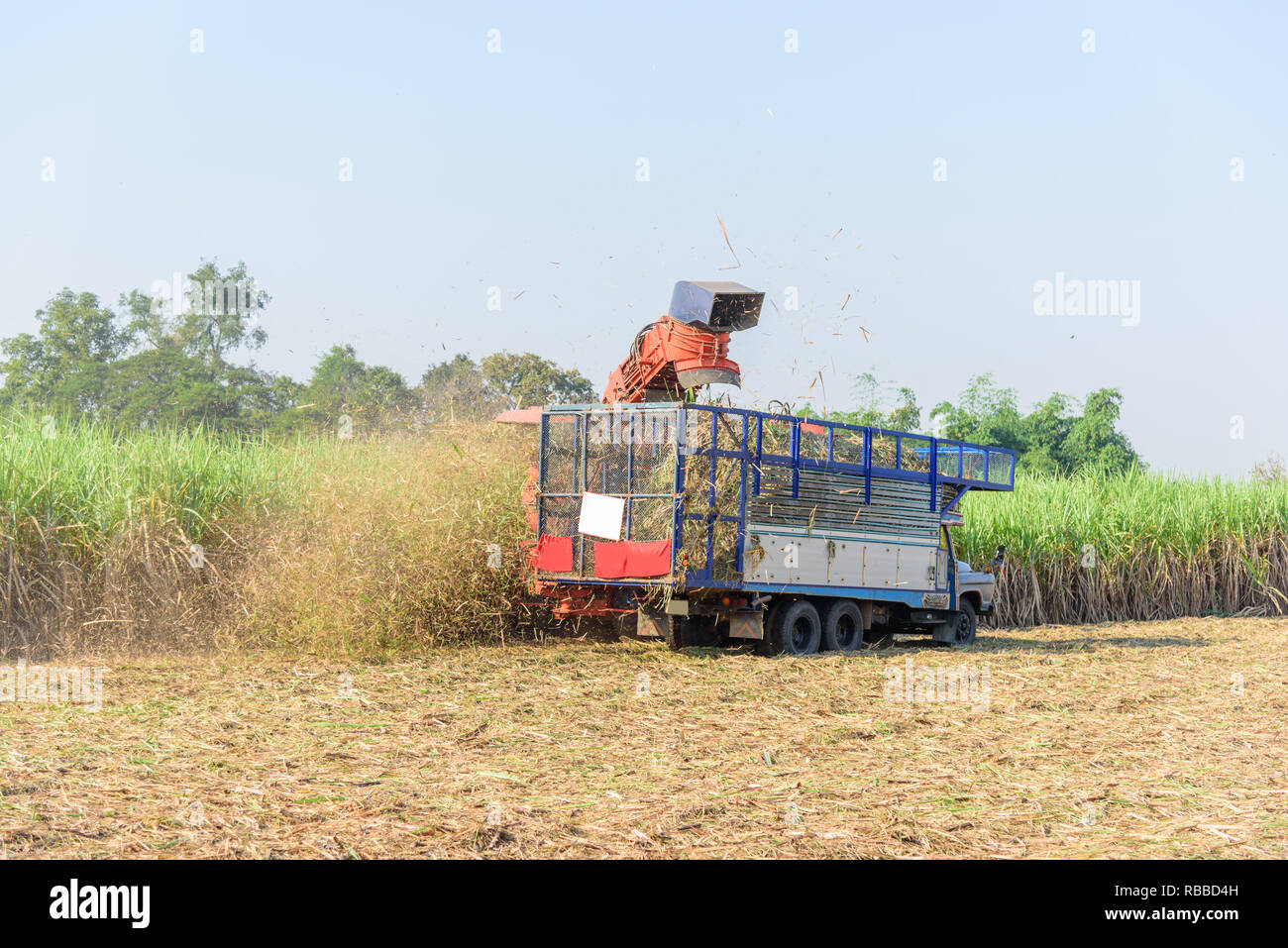harvest the sugarcane by Sugarcane harvester Stock Photo - Alamy