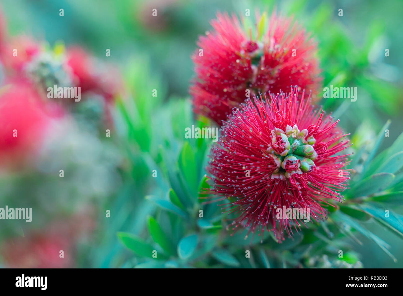 Melaleuca citrina. A close up to (Callistemon).A red flower bottle brush tree the name derives from the plant's flowers which look like brushes for cl Stock Photo