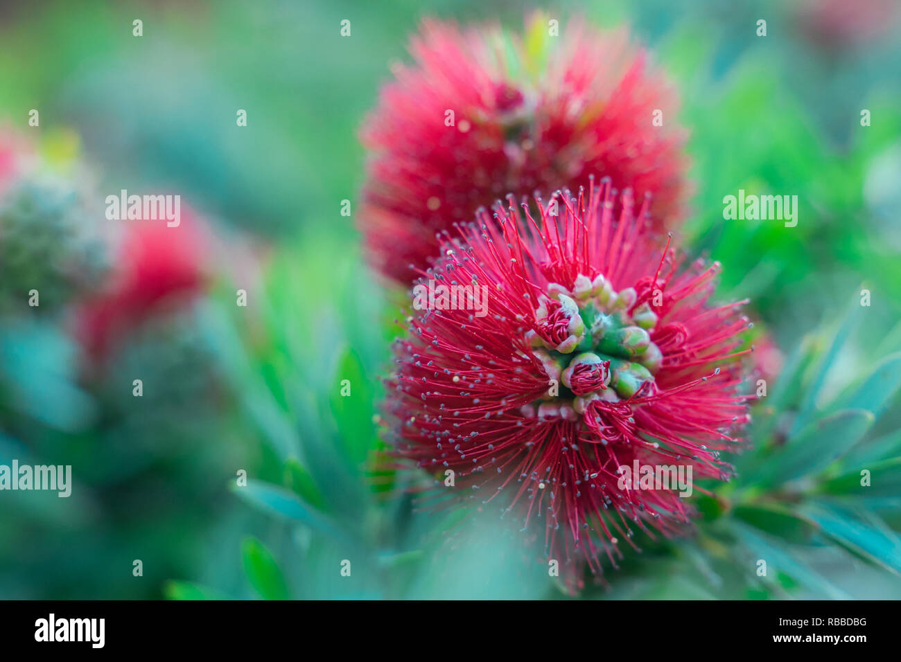 Melaleuca citrina. A close up to (Callistemon).A red flower bottle brush tree the name derives from the plant's flowers which look like brushes for cl Stock Photo