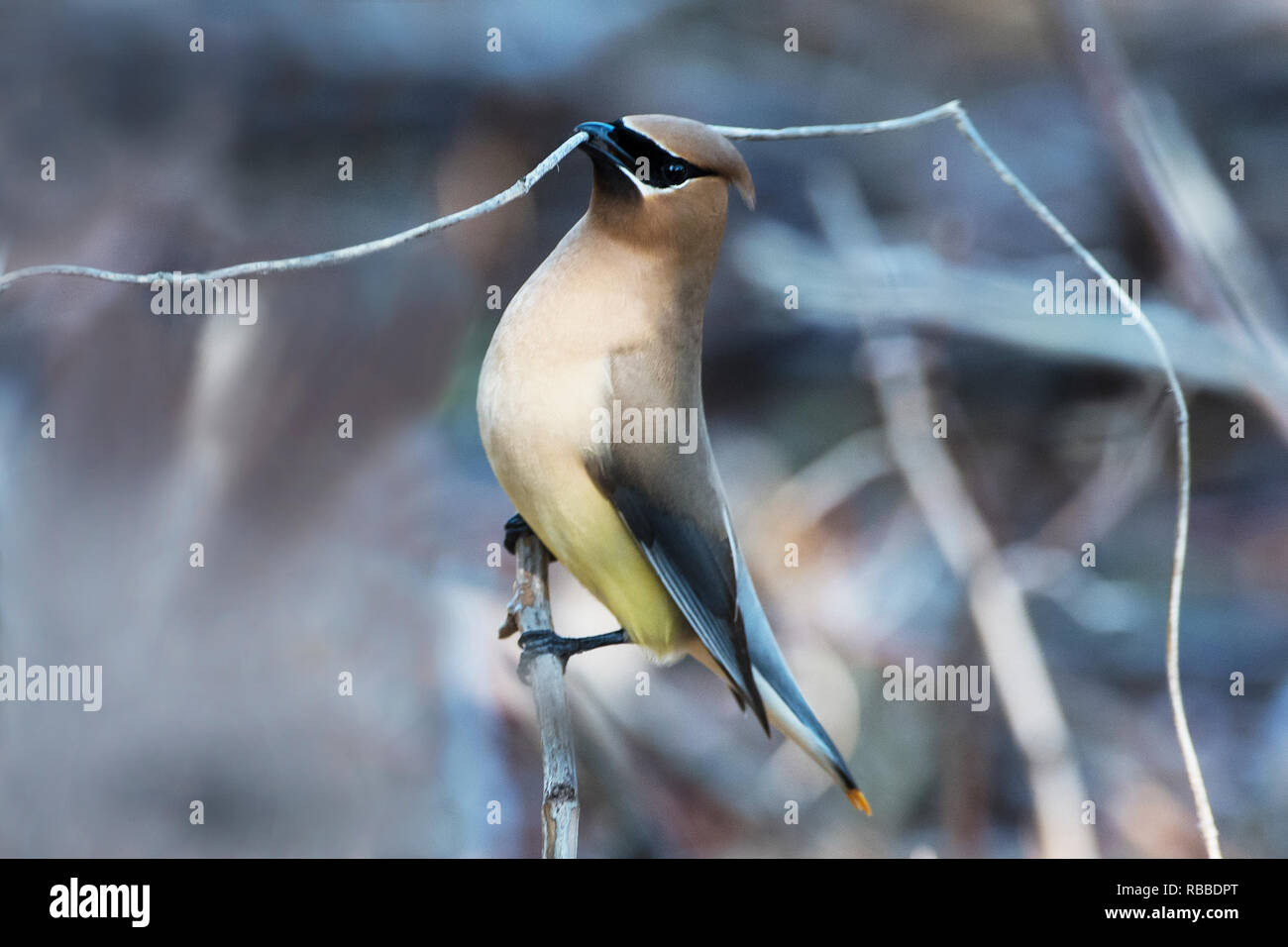 Cedar waxwing with nesting material Stock Photo