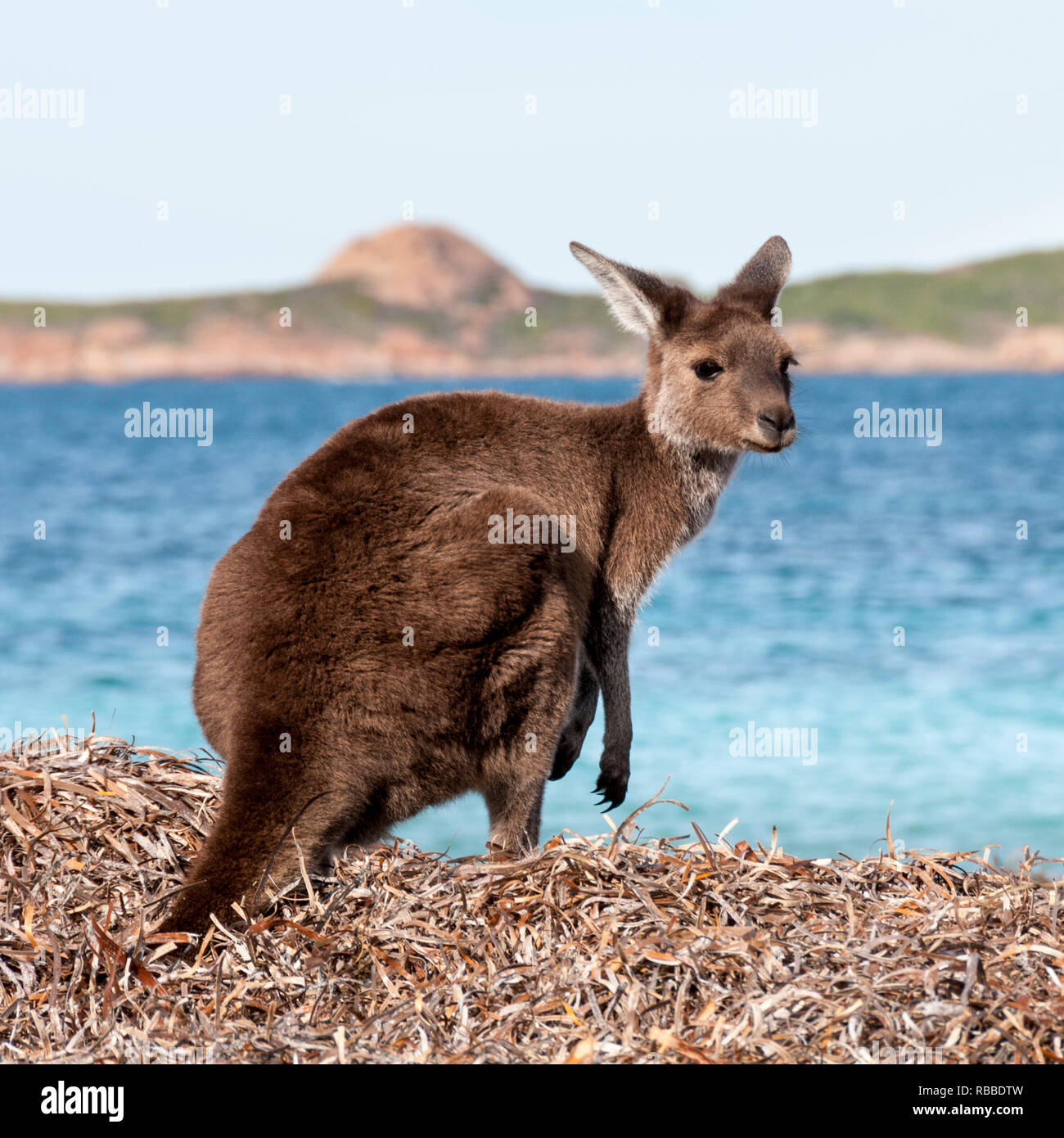 Wild kangaroo on the beach in Australia Stock Photo Alamy