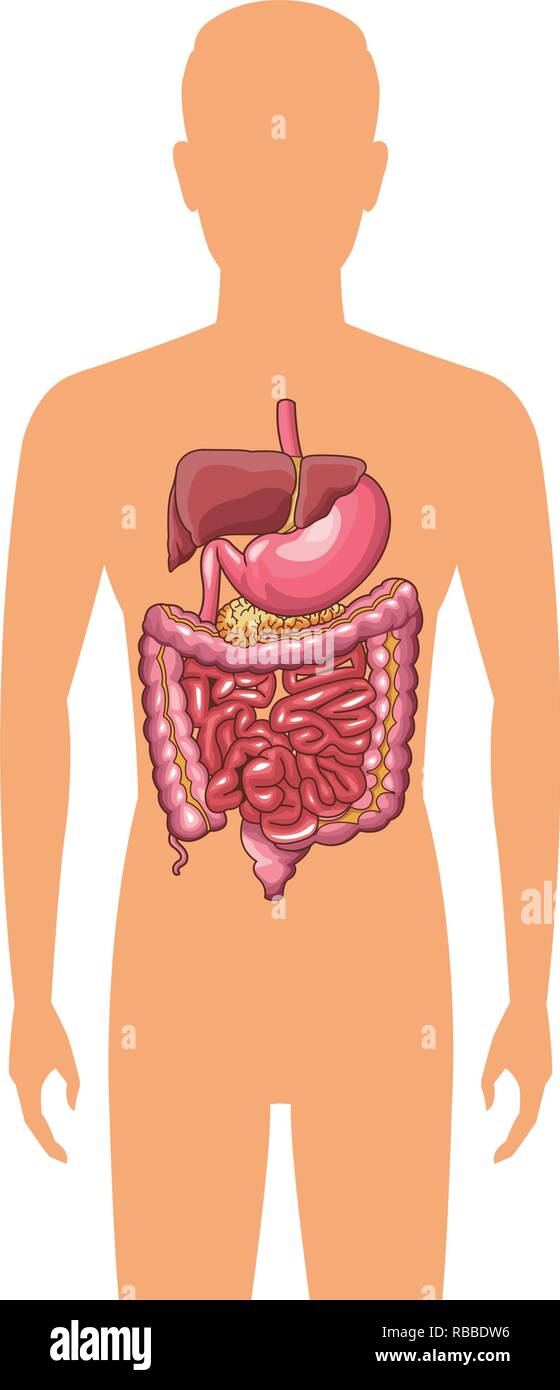 anatomy human organ cartoon Stock Vector Image & Art - Alamy