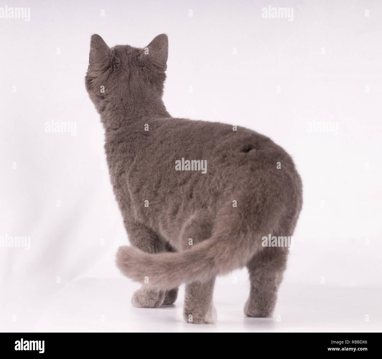 British shorthair blue cat with his back isolated on white background Stock Photo