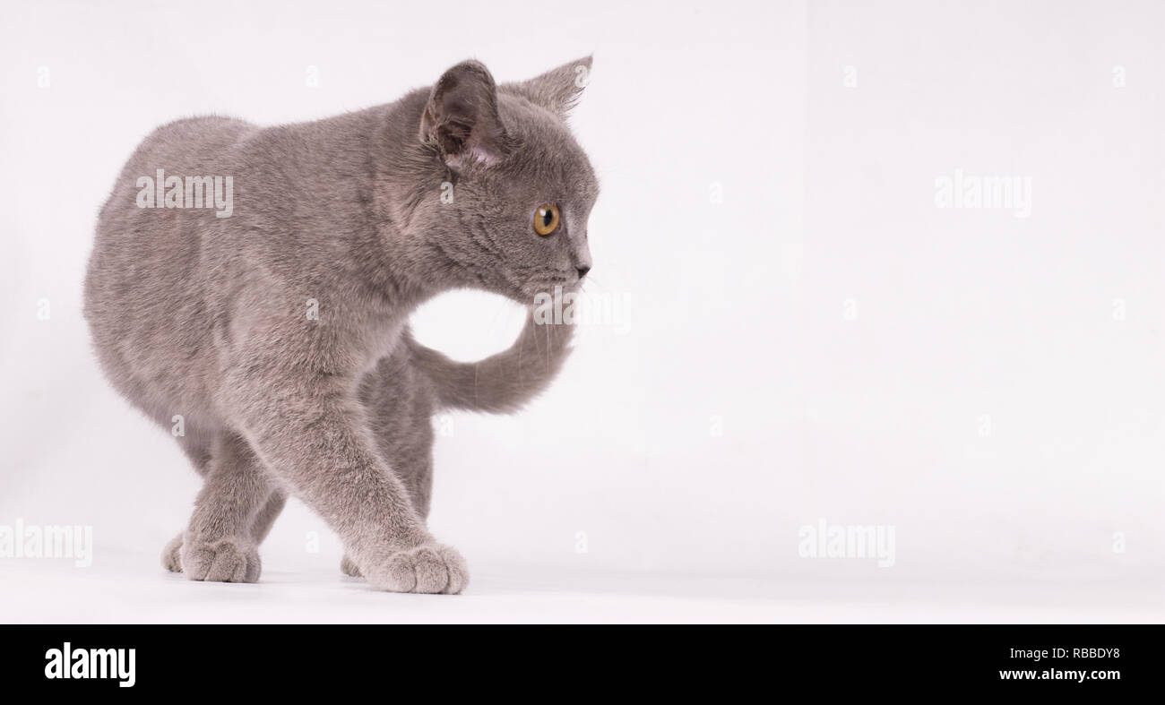 British Shorthair Kitten Walking In Front Of White Backgrwond