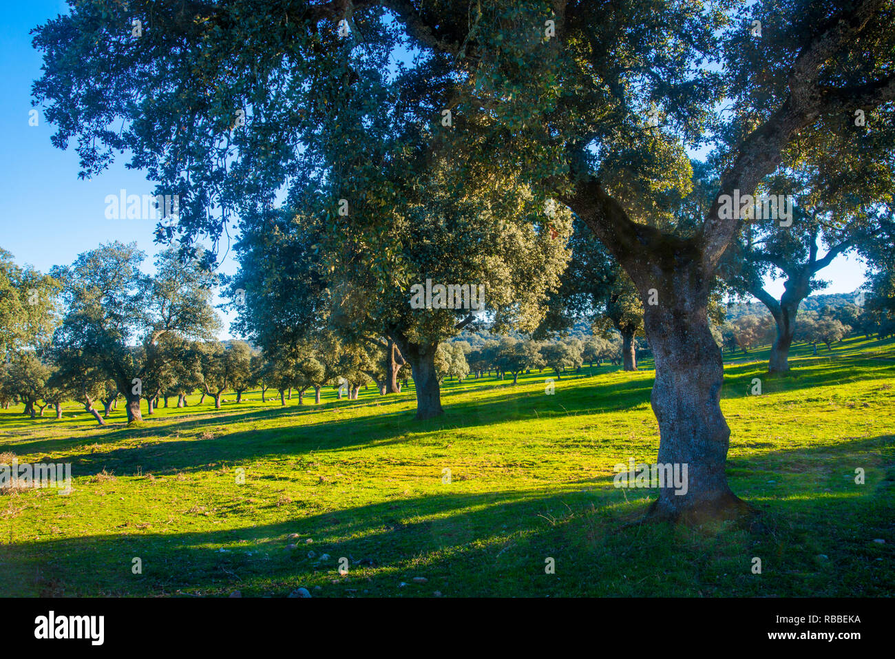 Meadow. Los Pedroches valley, Cordoba province, Andalucia, Spain. Stock Photo