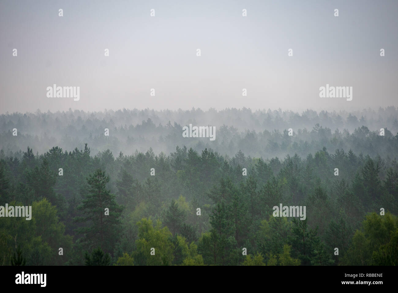 misty forest in foggy morning. far horizon. spruce and pine tree forest ...