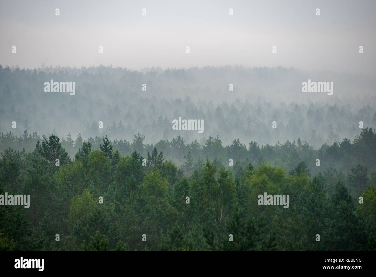 misty forest in foggy morning. far horizon. spruce and pine tree forest ...
