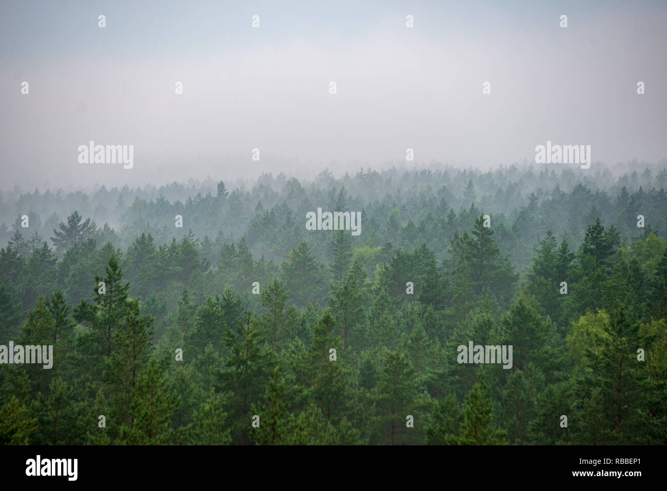 misty forest in foggy morning. far horizon. spruce and pine tree forest ...