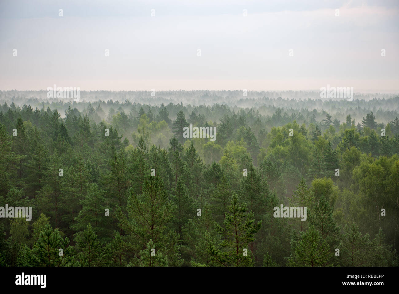 misty forest in foggy morning. far horizon. spruce and pine tree forest ...