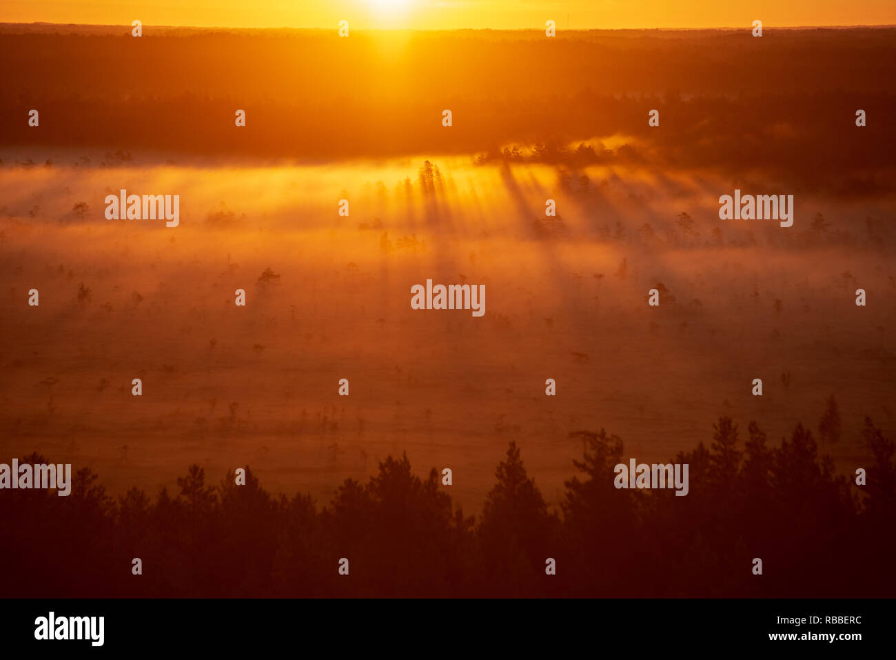 colorful misty sunrise over the forest with mist and light rays in fog ...