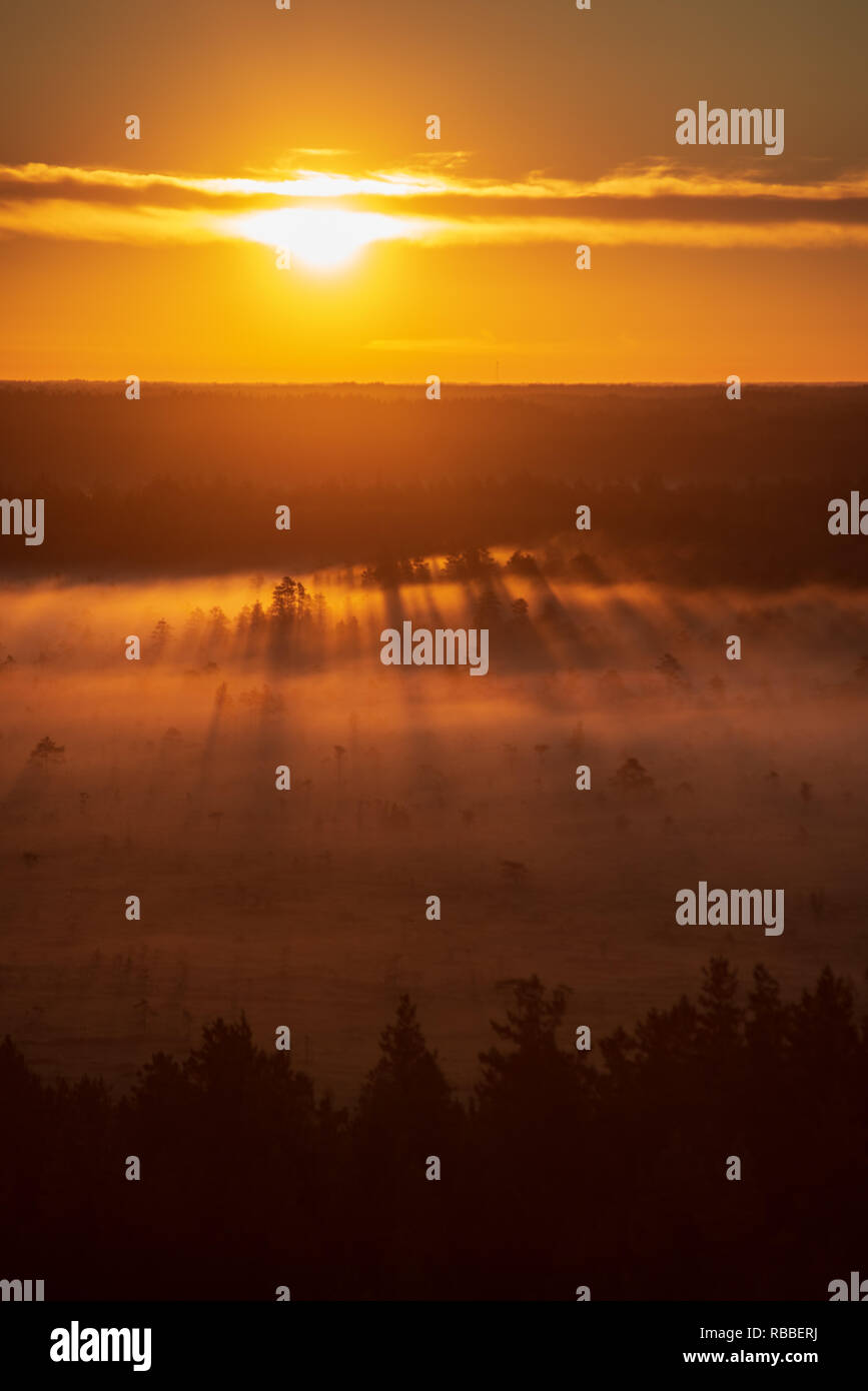 colorful misty sunrise over the forest with mist and light rays in fog ...