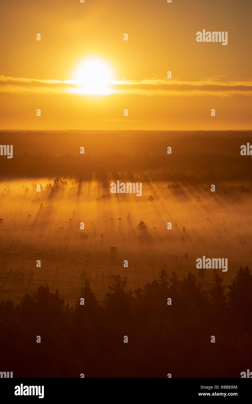 colorful misty sunrise over the forest with mist and light rays in fog ...