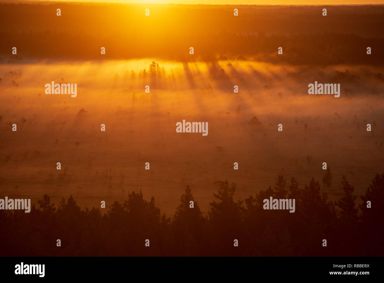 colorful misty sunrise over the forest with mist and light rays in fog ...