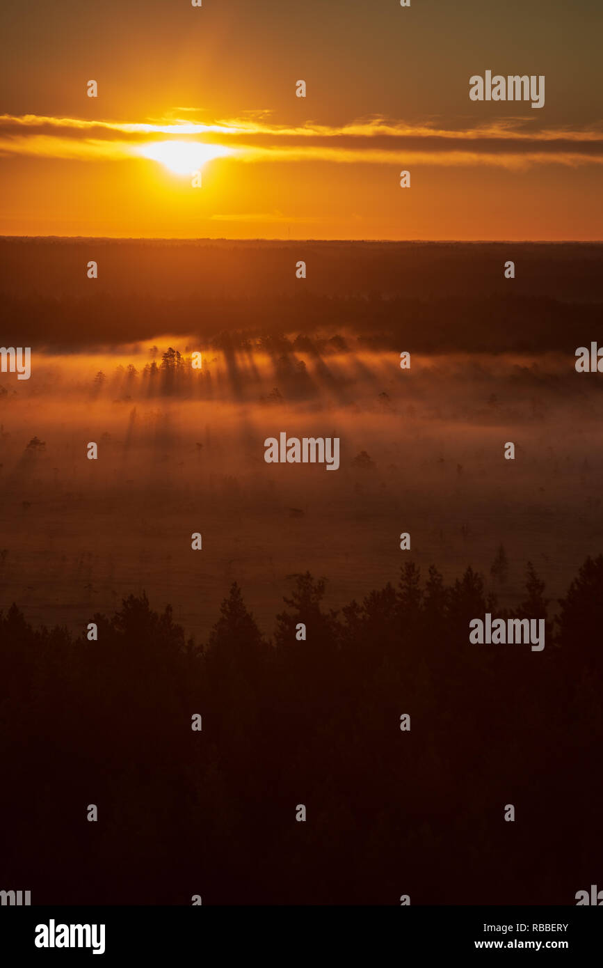 colorful misty sunrise over the forest with mist and light rays in fog ...
