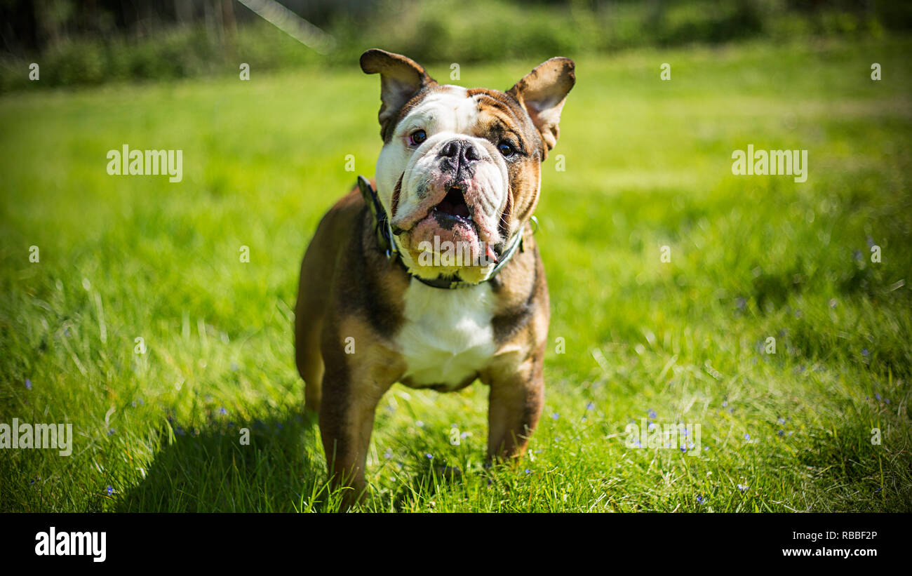 british bull dog portrait Stock Photo