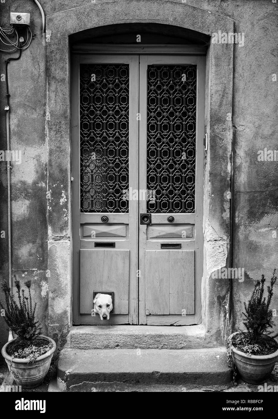 Dogs head through cat flap black & white, portrait format Stock Photo
