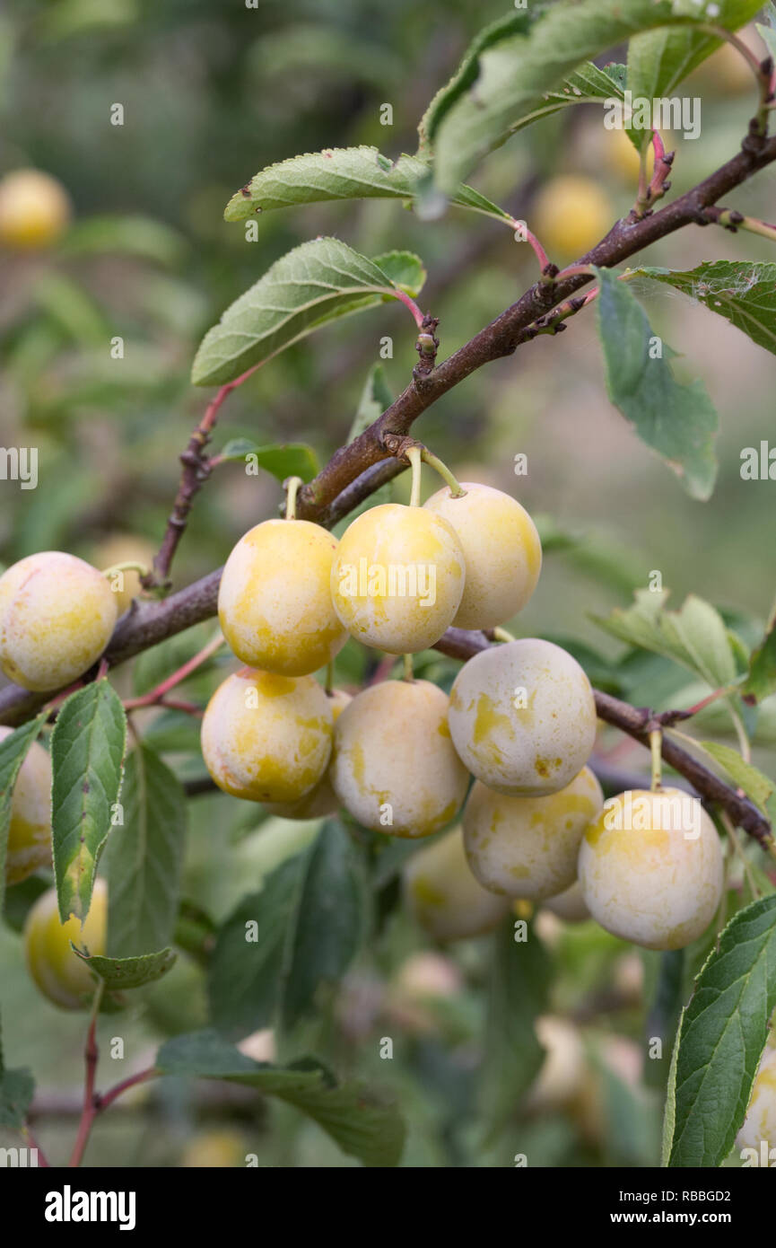 Prunus insititia 'Mirabelle de Nancy' . Plum 'Mirabelle de Nancy' fruit. Stock Photo
