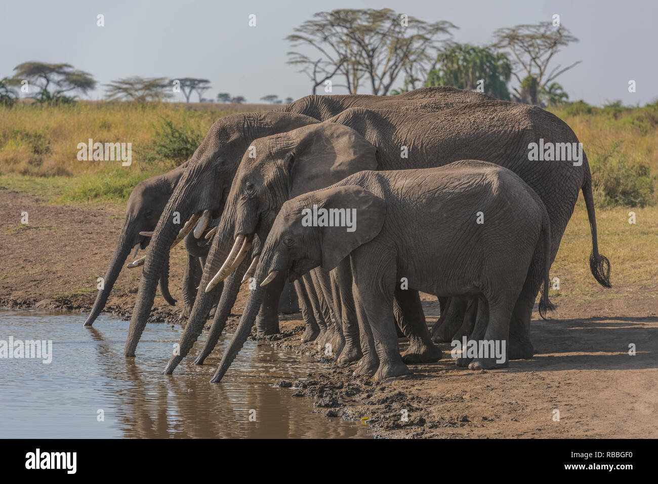 Drinking Elephants Stock Photo