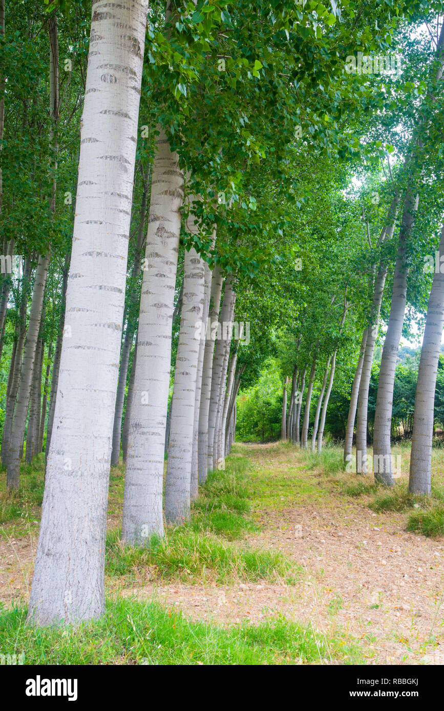 Poplar trees Stock Photo Alamy