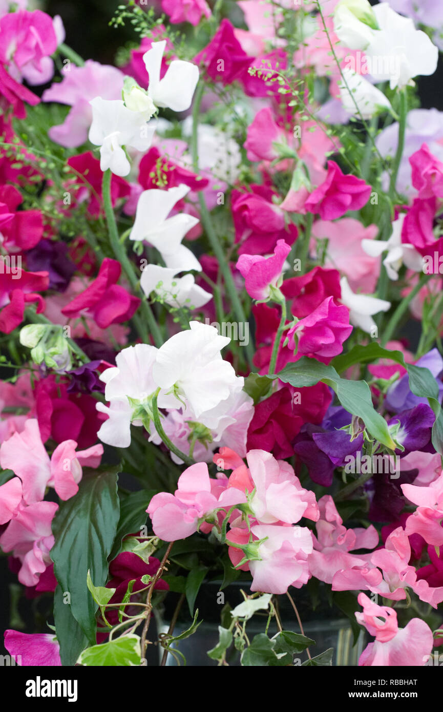 Purple mauve sweet peas sweet pea flower flowering sweet peas hires