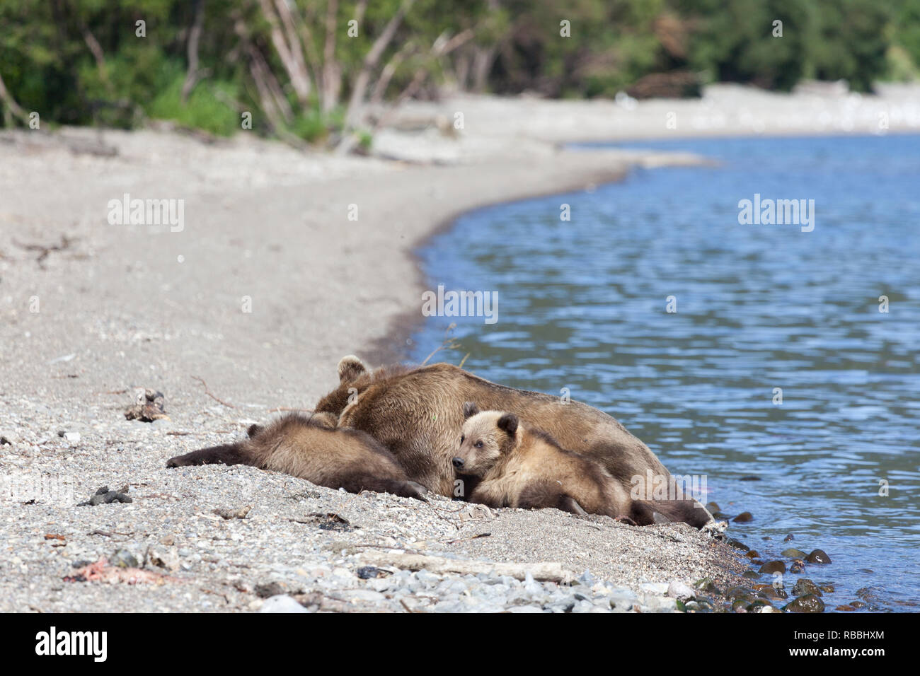 Small cute cubs lying with big wild brown bear grizzly bears  on the lake Stock Photo