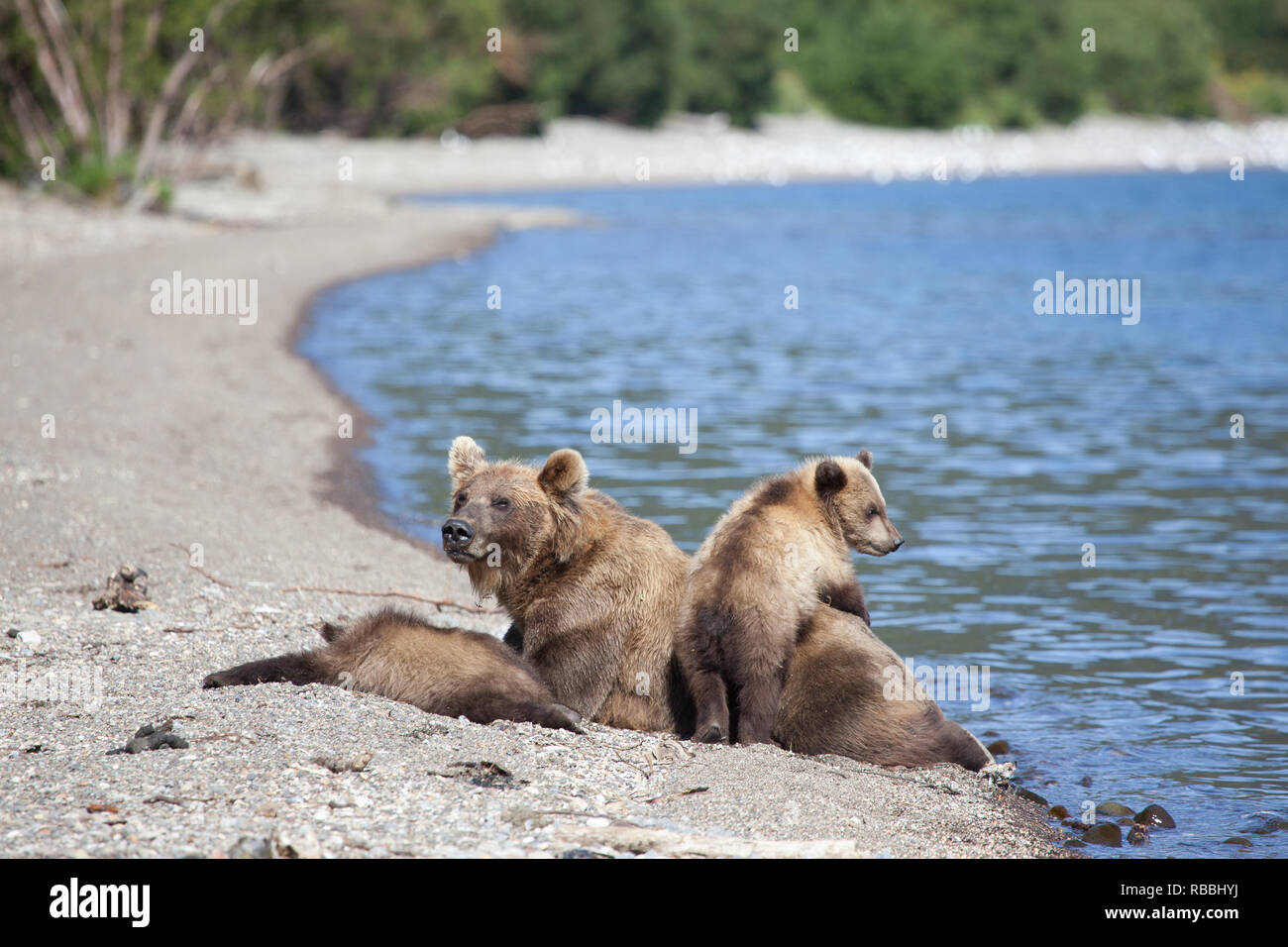 Small cute funny cubs plays with big wild brown bear grizzly bears  on the lake. Kuril lake. Kamchatka. Russia, Stock Photo