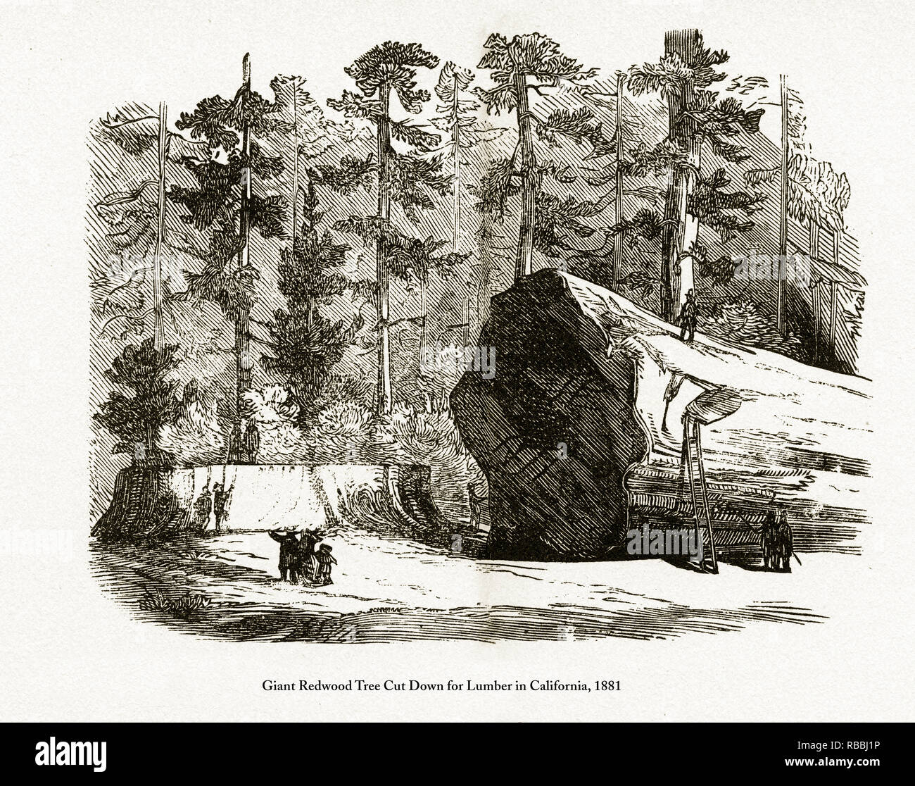 Giant Redwood Tree Cut Down for Lumber in California, 1881 Stock Photo