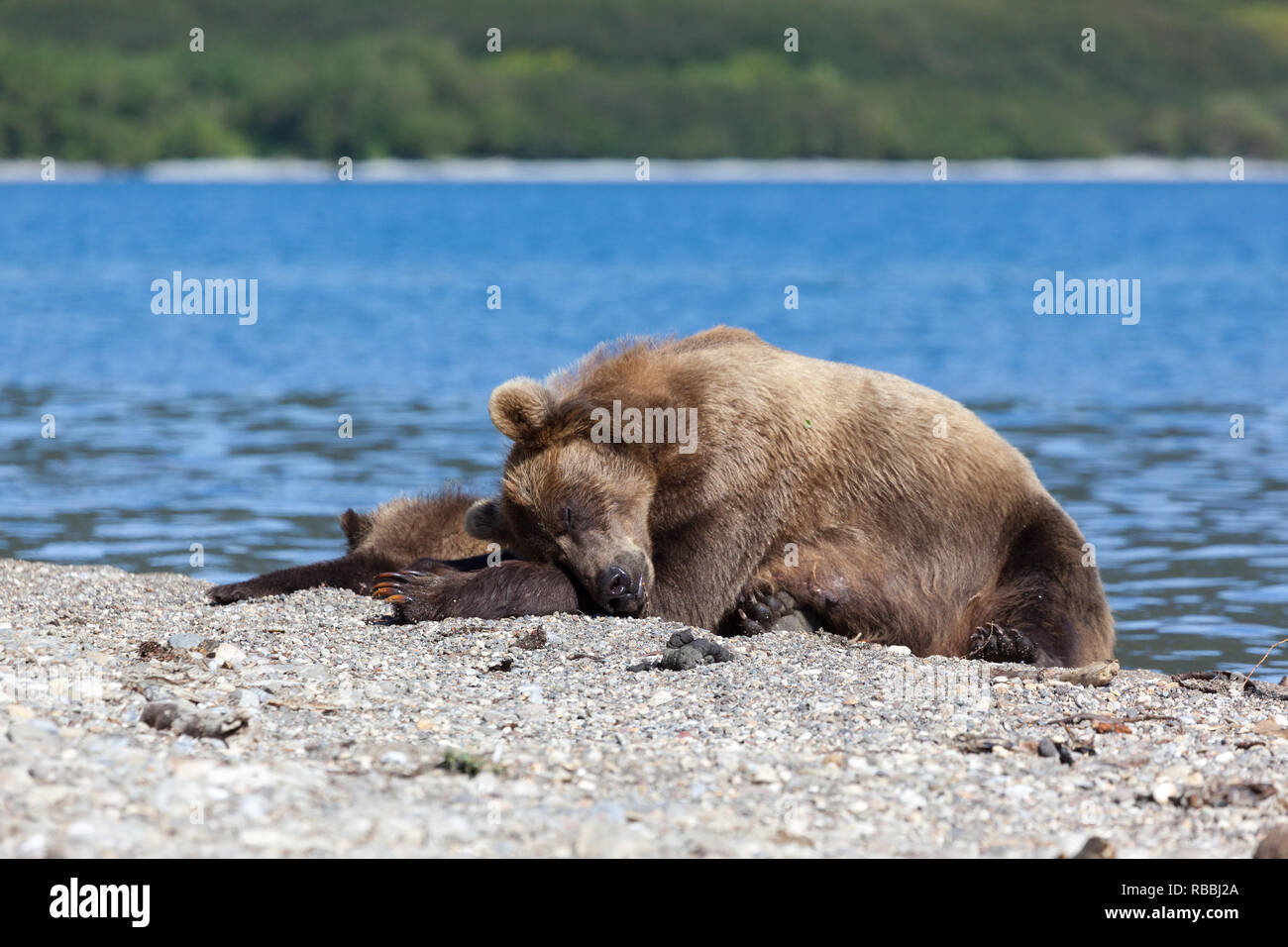 Wild bear grizzly relaxing on sun on background lake and forest. Small cubs lying near. Kronotsky nature reserve. Kamchatka. Russia. Stock Photo