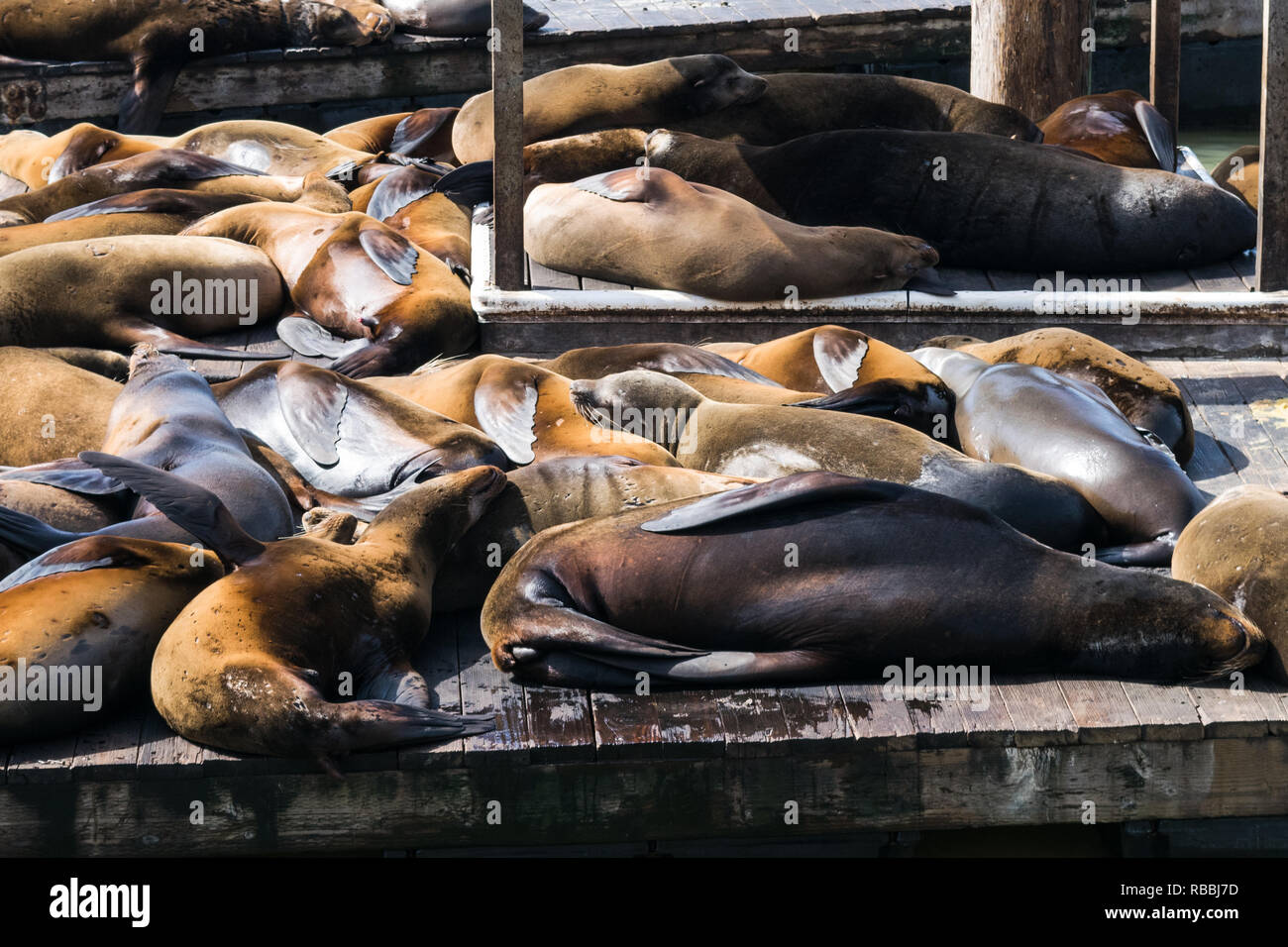 Sea Lions at Fisherman's Wharf, San Francisco, USA Stock Photo - Alamy