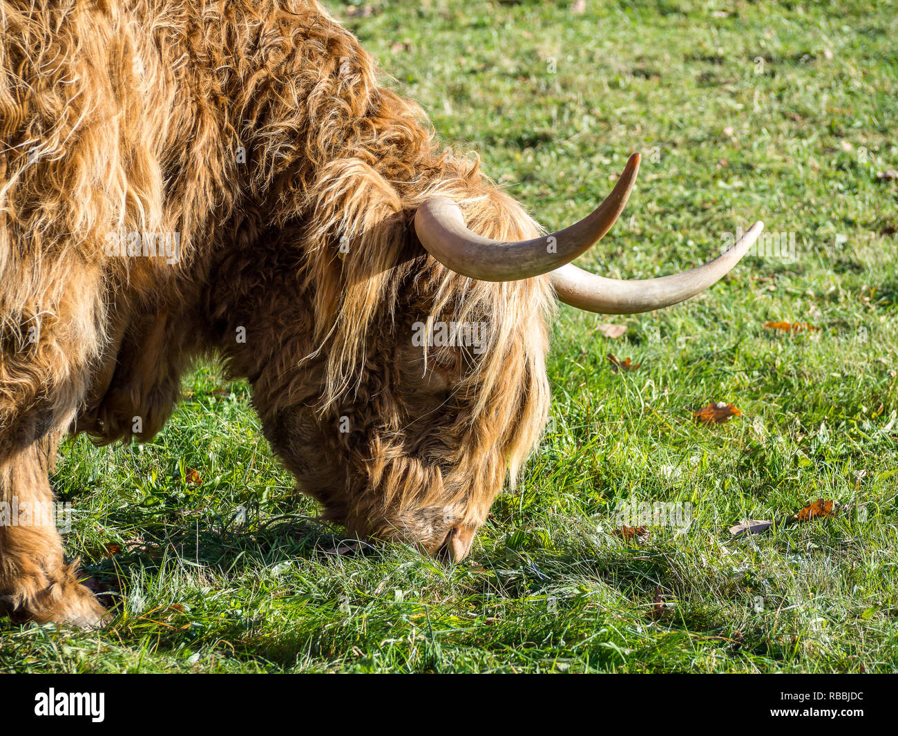 Scottish highland cattle on a meadow Stock Photo - Alamy