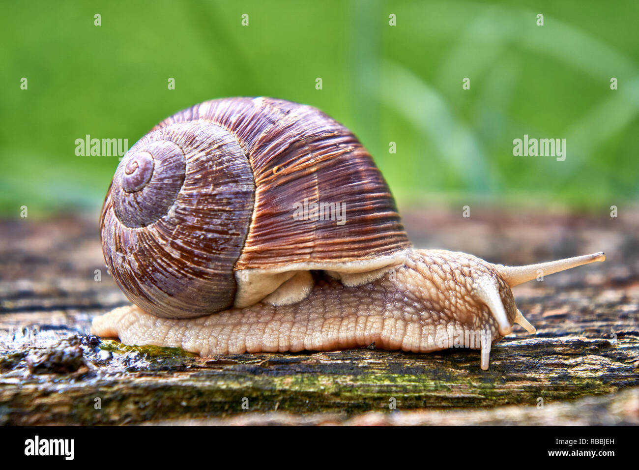 Helix pomatia also Roman snail or burgundy snail is a large air-breathing land snail. Pulmonary Gastropod Mollusk, family Helicidae Stock Photo