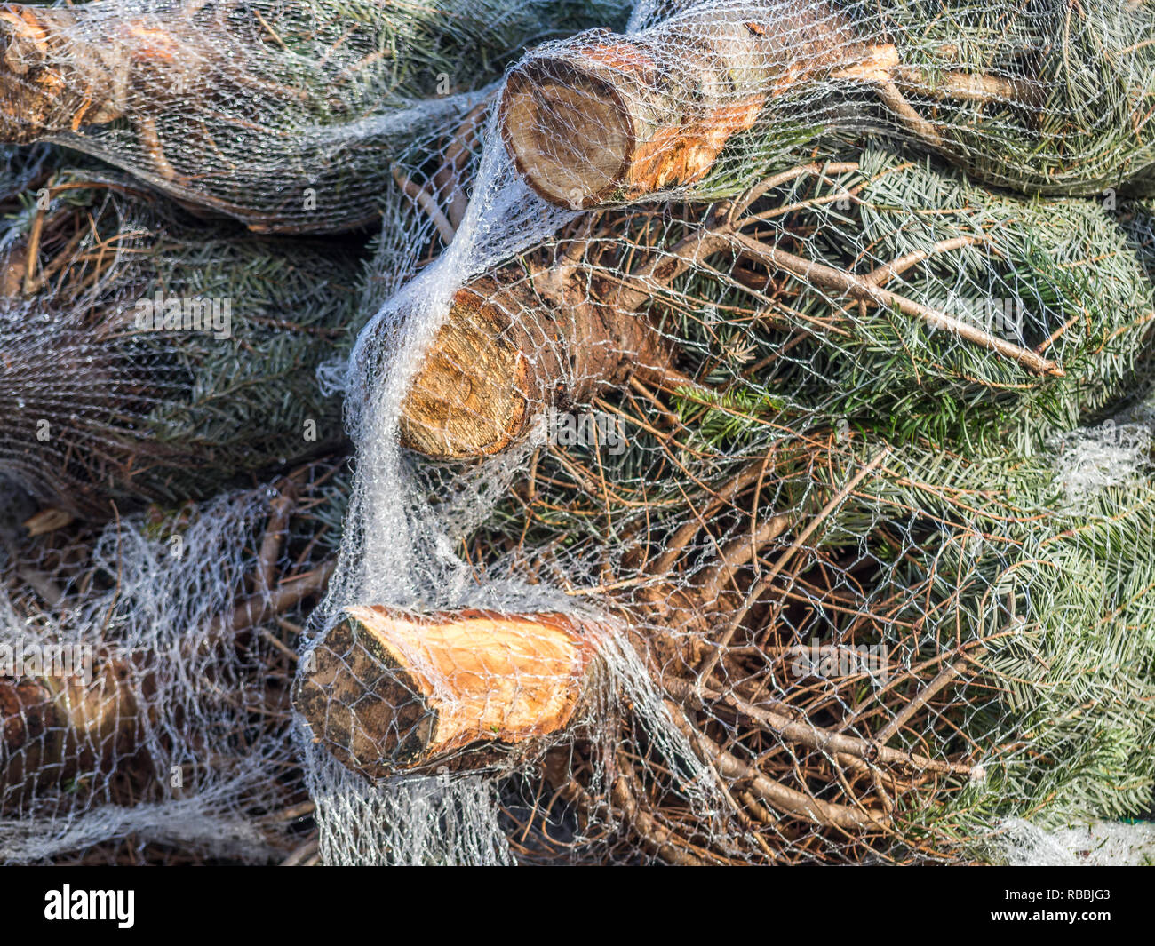 Christmas tree sale in December Stock Photo Alamy