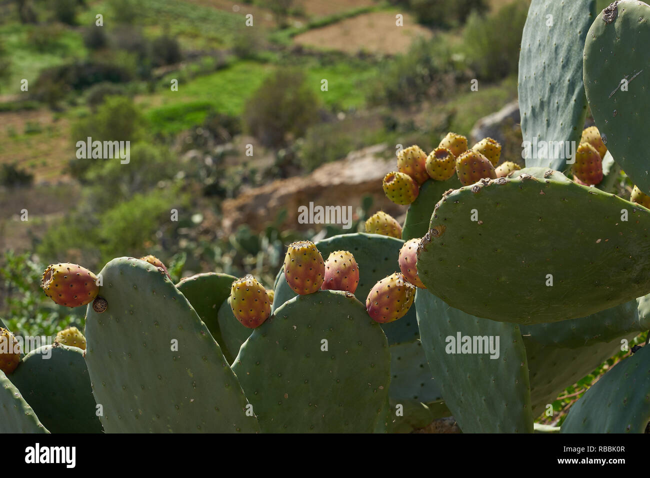 Prickly pears (opuntia) growing in the Mediterranean countryside. Edible fruits members of the cactus family. Stock Photo