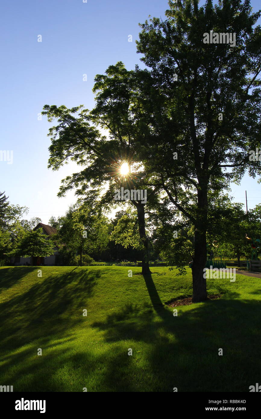 Trees At Inniswood Metro Gardens Westerville Ohio Stock Photo