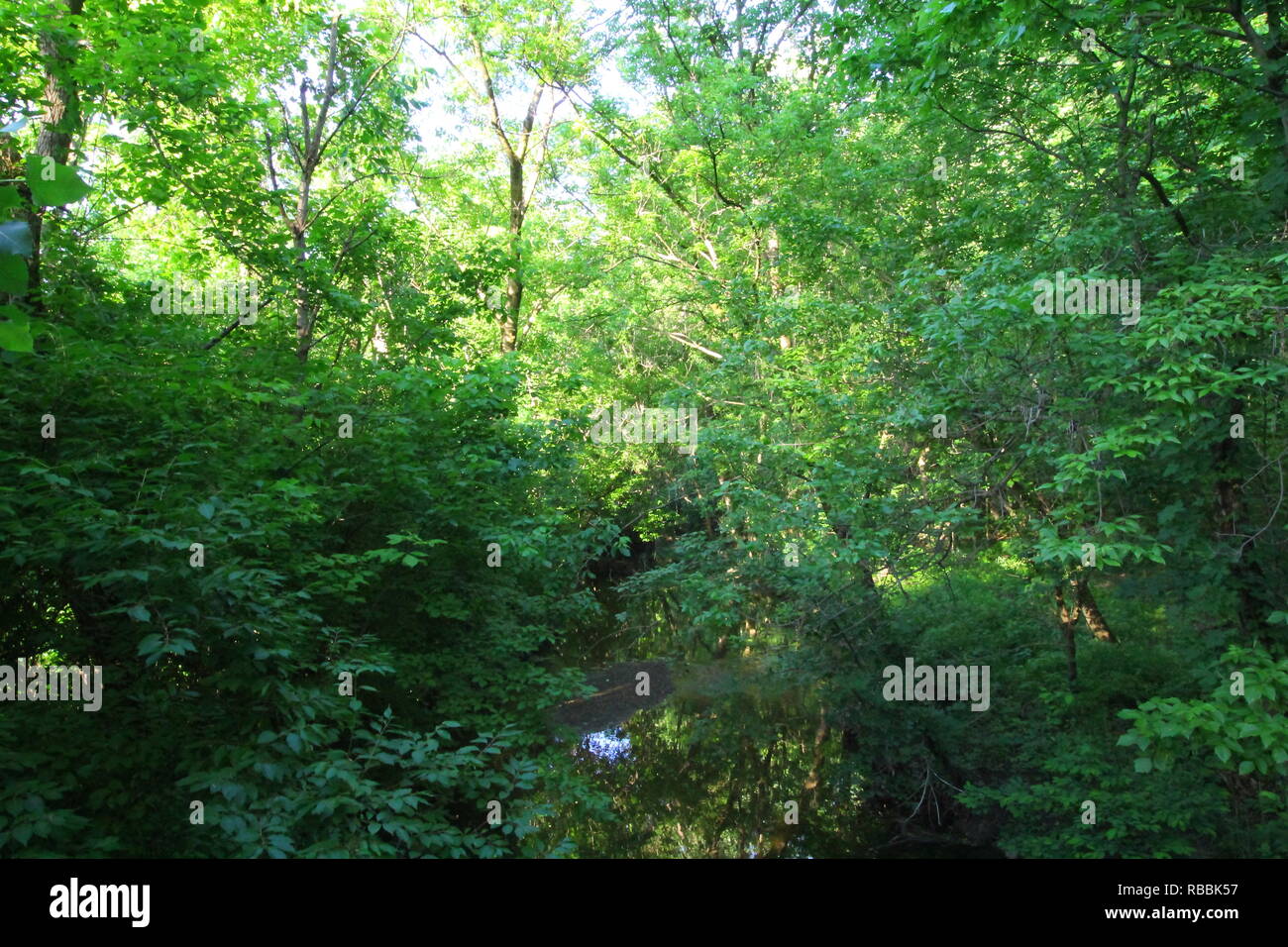 Trees At Inniswood Metro Gardens Westerville Ohio Stock Photo