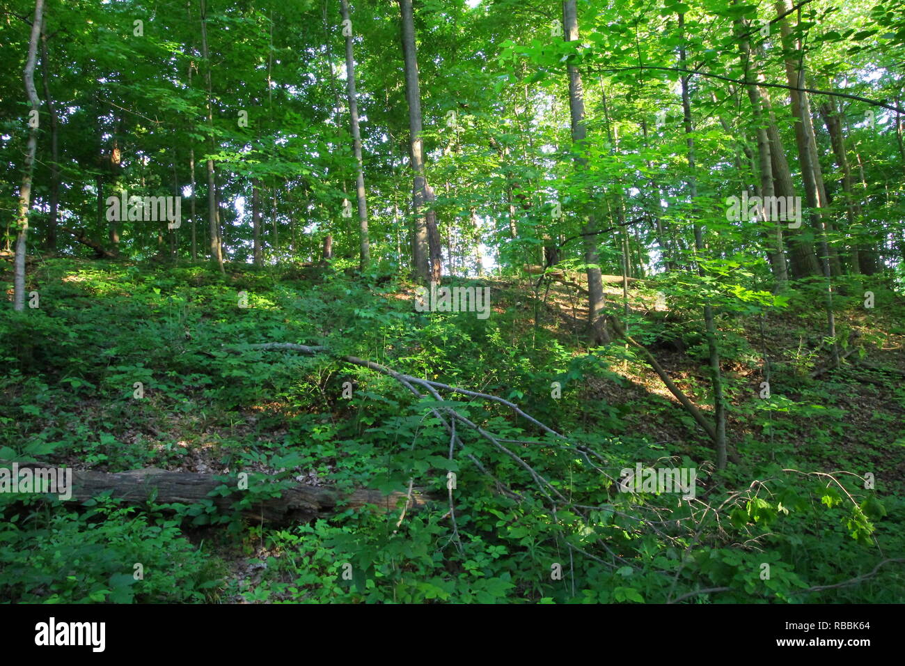 Trees At Inniswood Metro Gardens Westerville Ohio Stock Photo