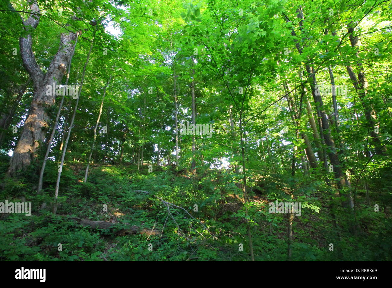 Trees At Inniswood Metro Gardens Westerville Ohio Stock Photo