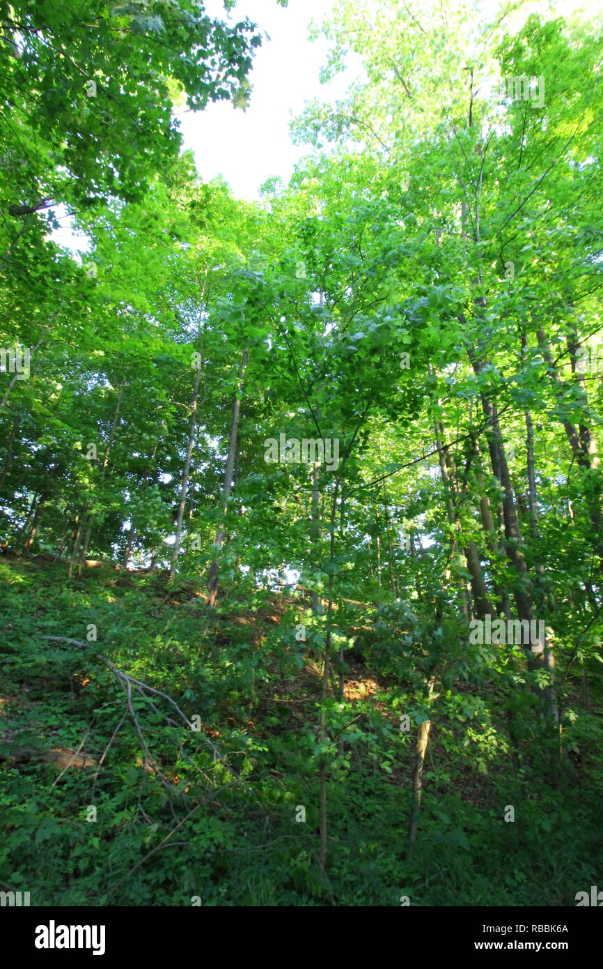 Trees At Inniswood Metro Gardens Westerville Ohio Stock Photo