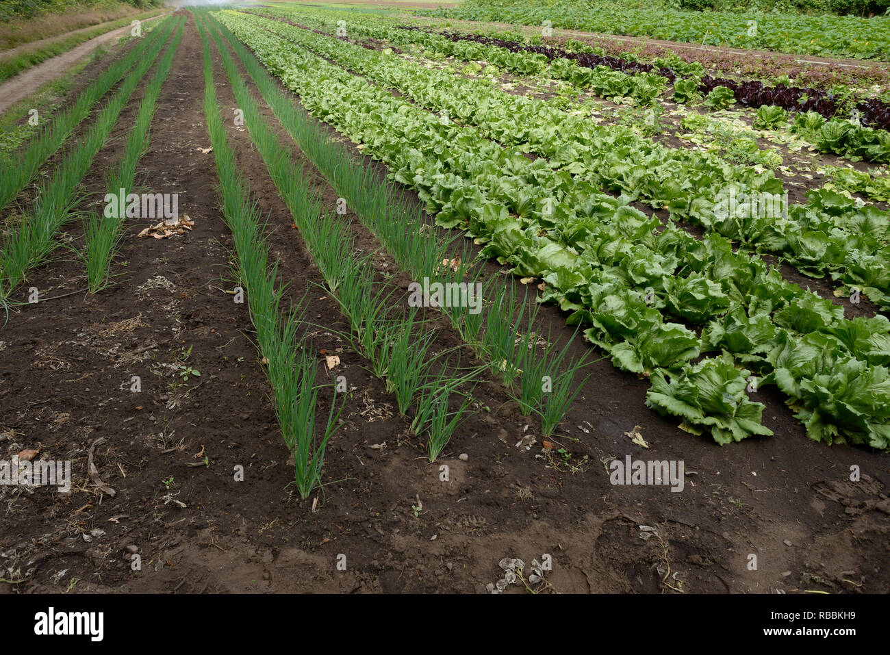 Produce farm on Vancouver Island Stock Photo Alamy